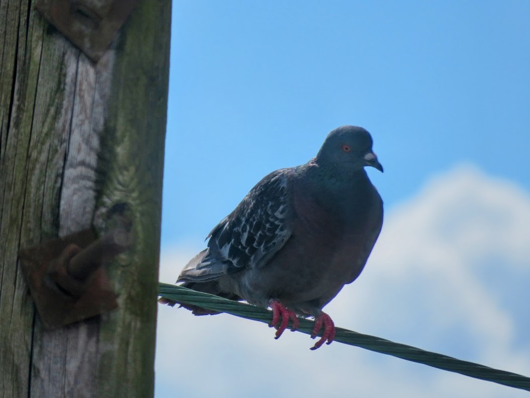 Rock Pigeon (Feral Pigeon) - ML641232568