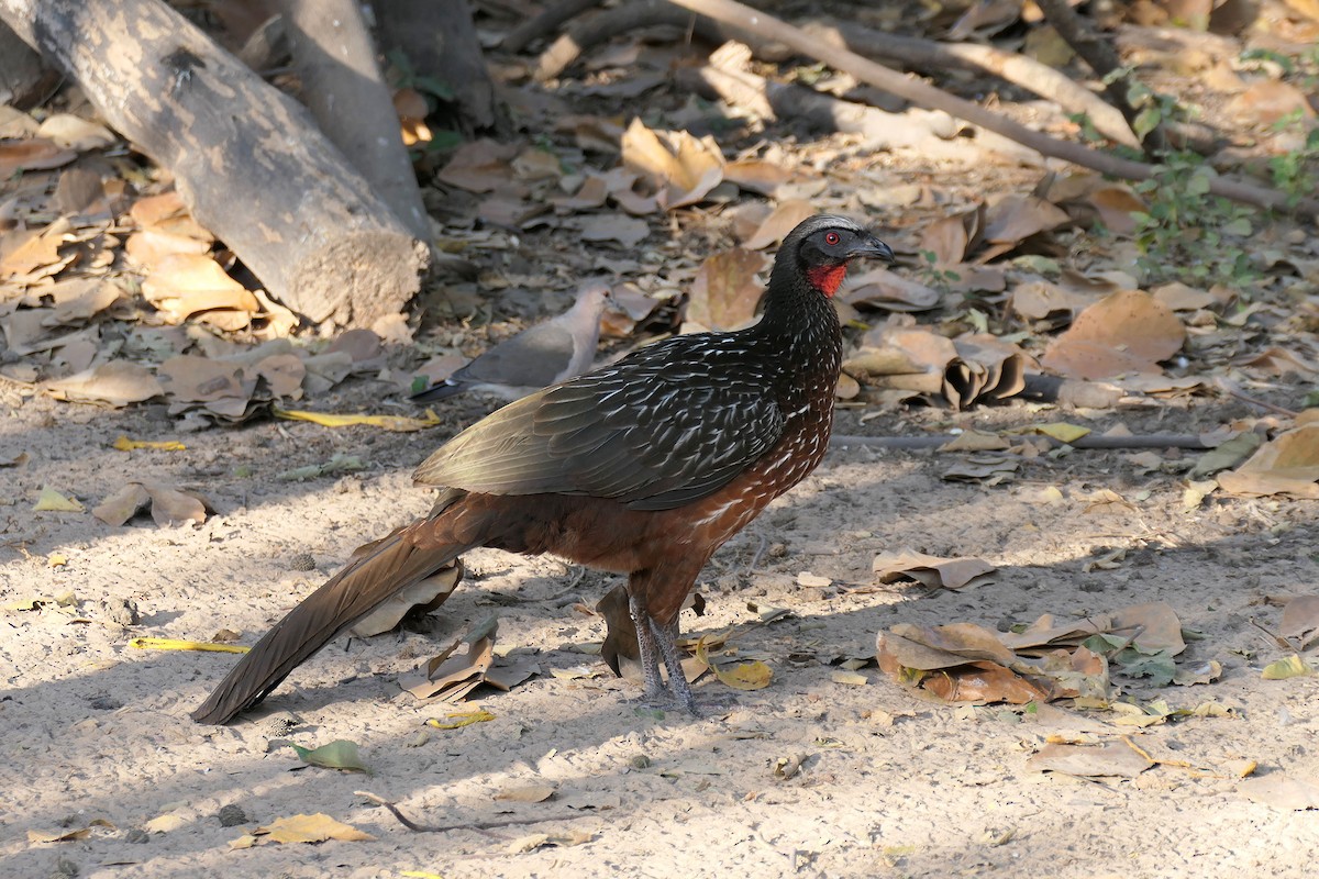 Kızıl Karınlı Guan - ML641232575
