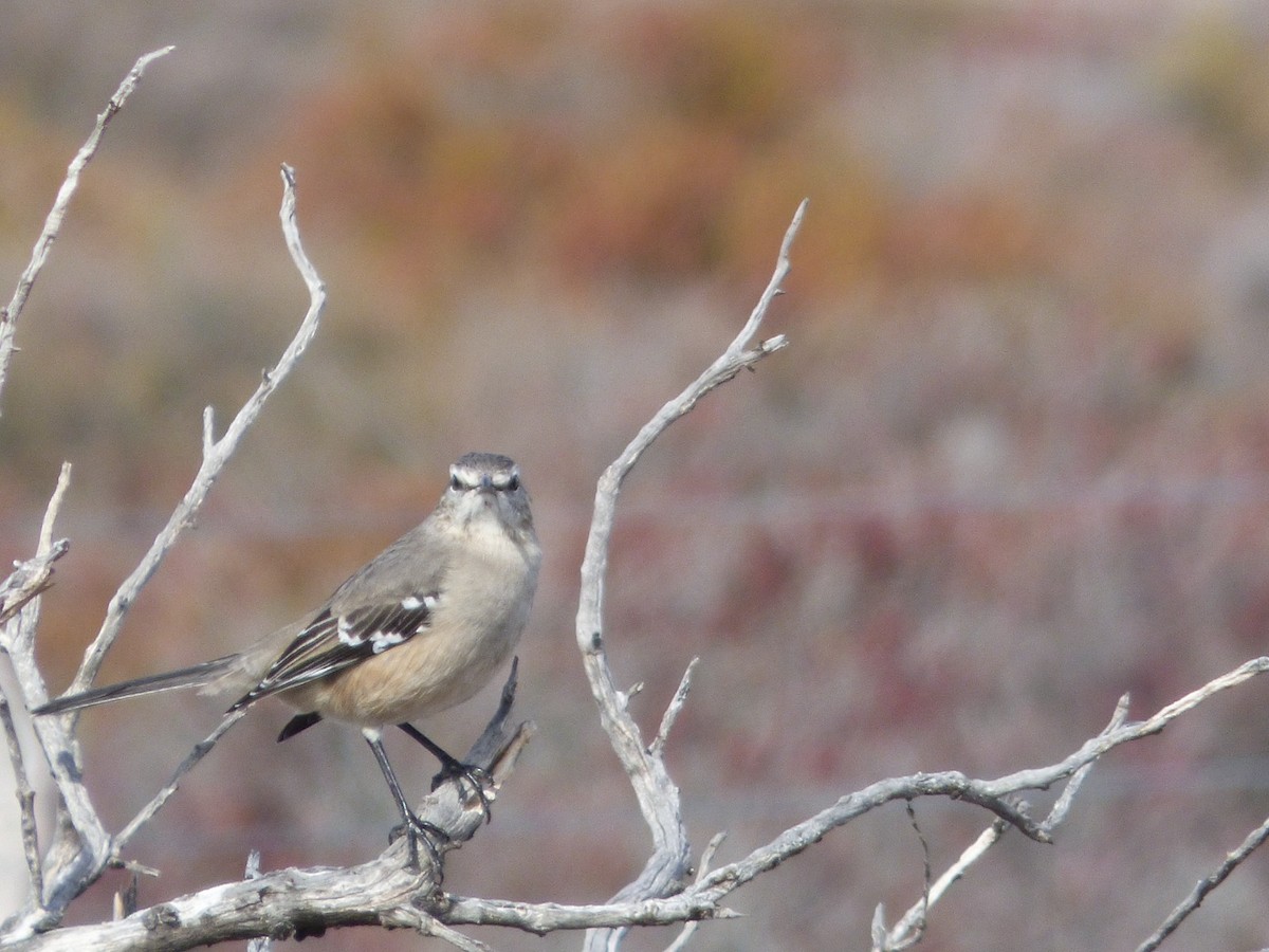 Patagonian Mockingbird - ML641232579