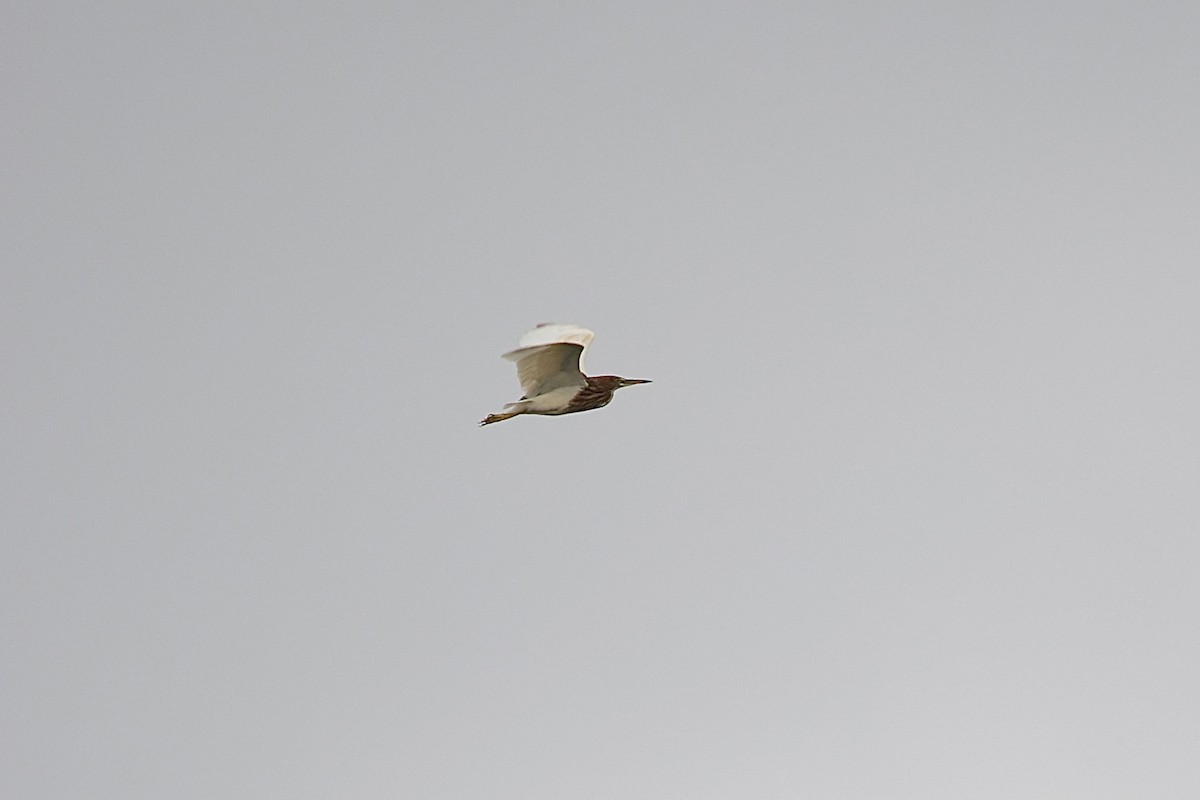 Chinese Pond-Heron - ML641232582