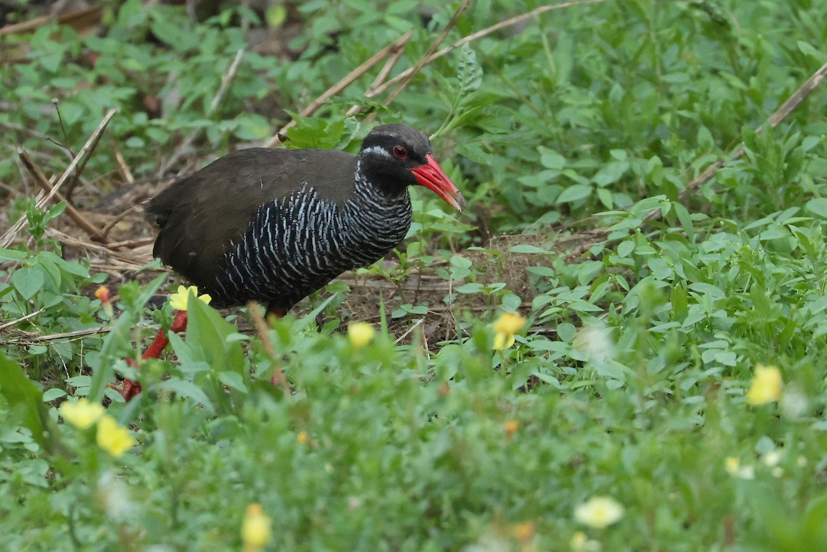 Okinawa Rail - ML641232587