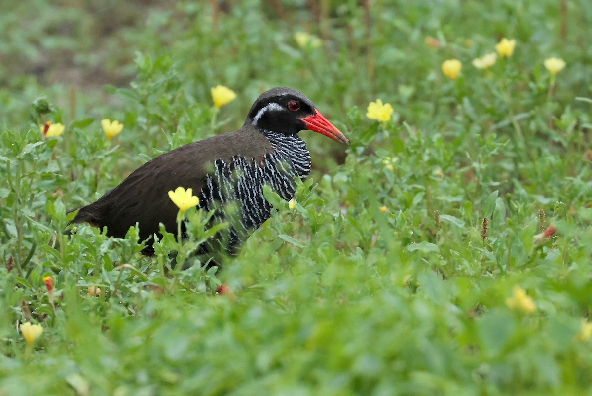 Okinawa Rail - ML641232588