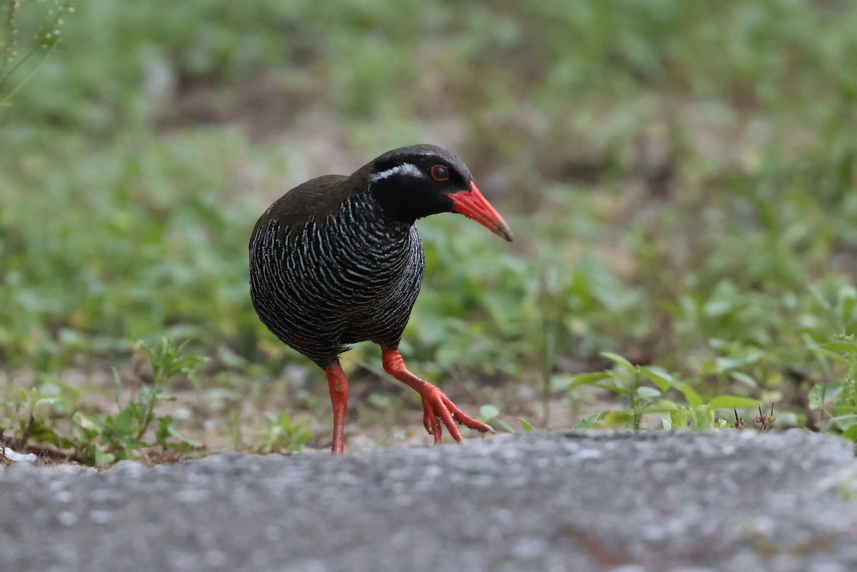 Okinawa Rail - ML641232589