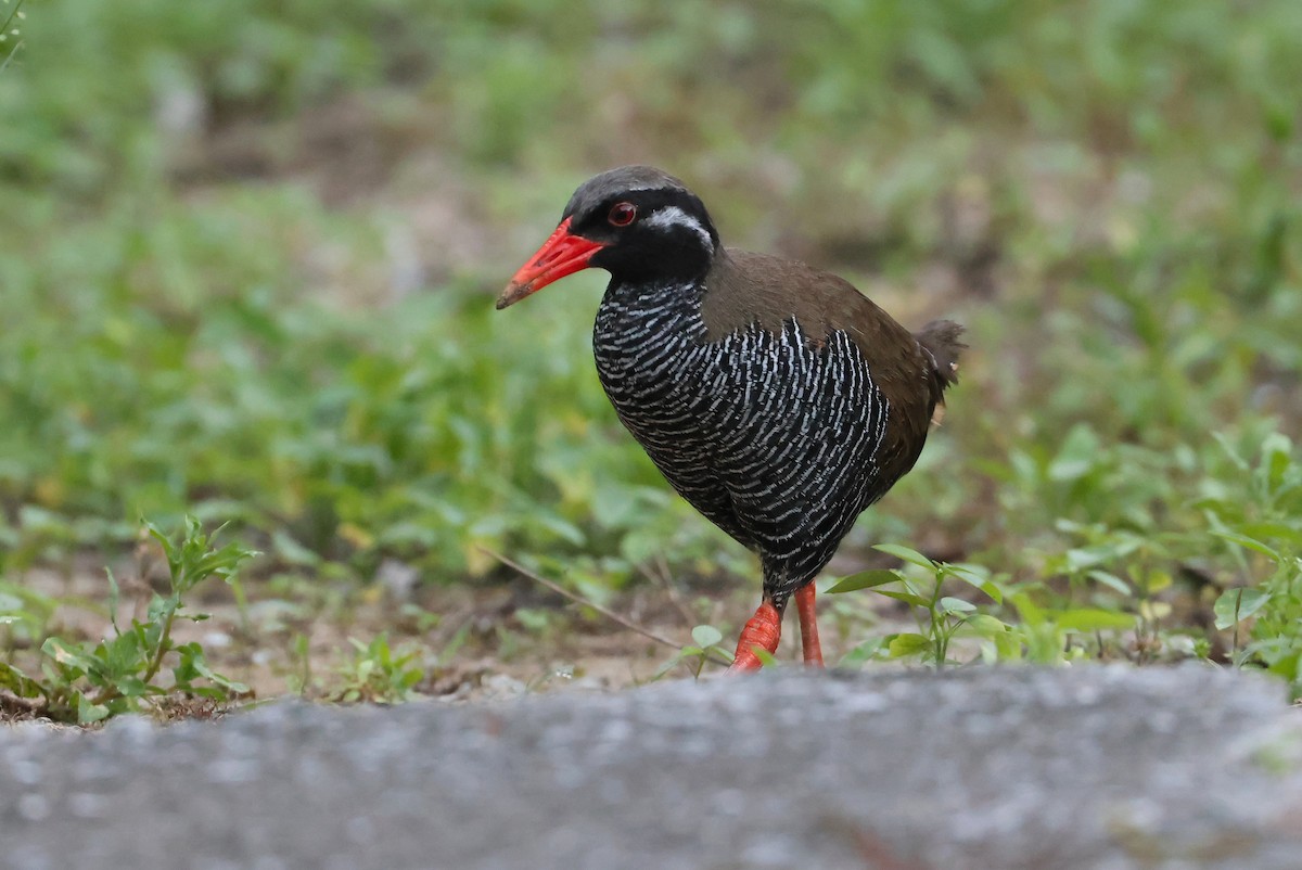 Okinawa Rail - ML641232590