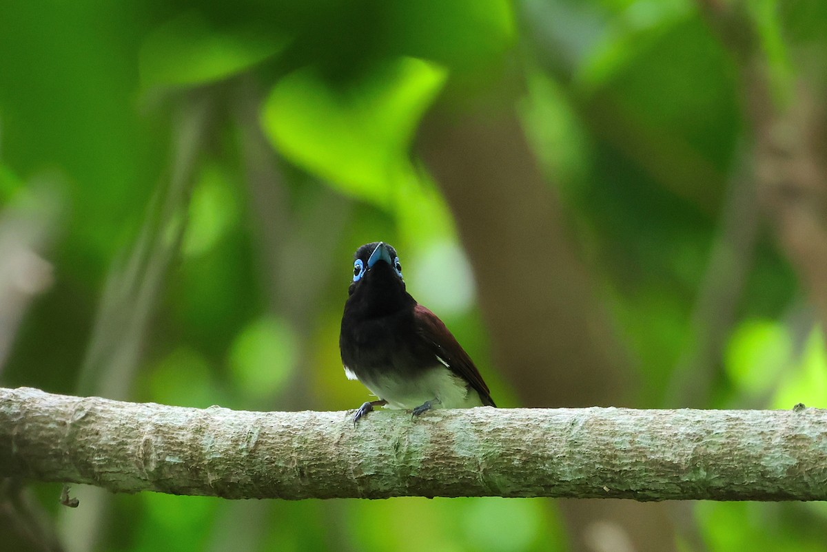 Black Paradise-Flycatcher - ML641232618