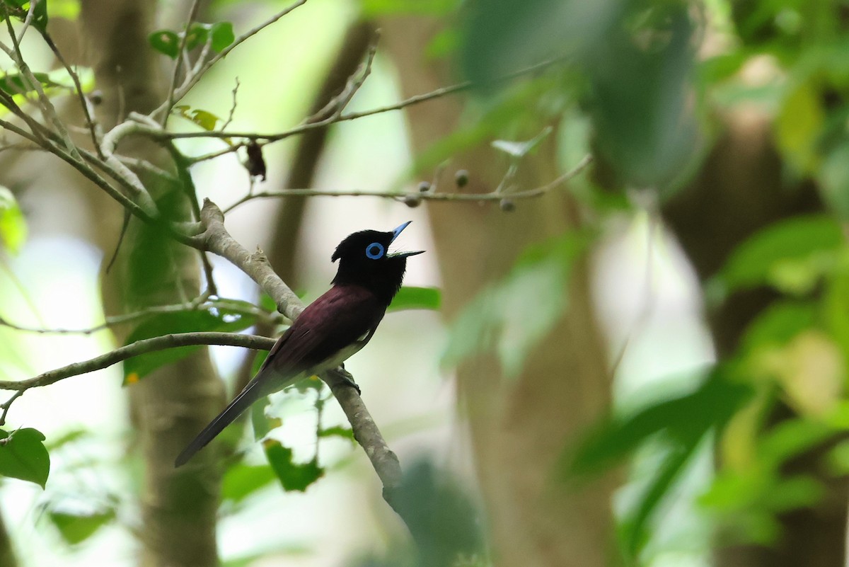Black Paradise-Flycatcher - ML641232619