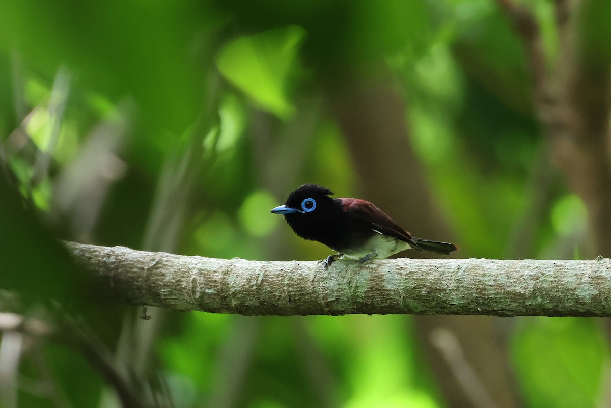 Black Paradise-Flycatcher - ML641232620