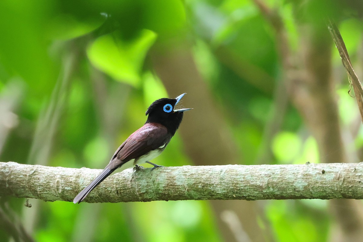 Black Paradise-Flycatcher - ML641232622