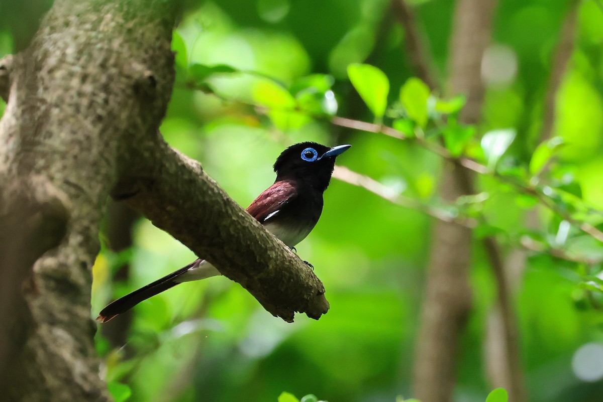 Black Paradise-Flycatcher - ML641232623