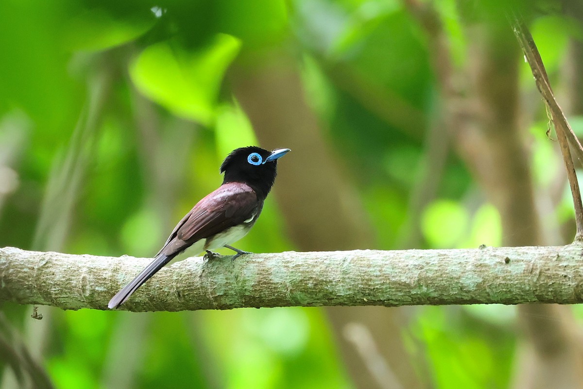 Black Paradise-Flycatcher - ML641232625