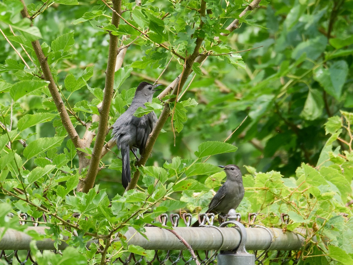 Katzenspottdrossel - ML641232669