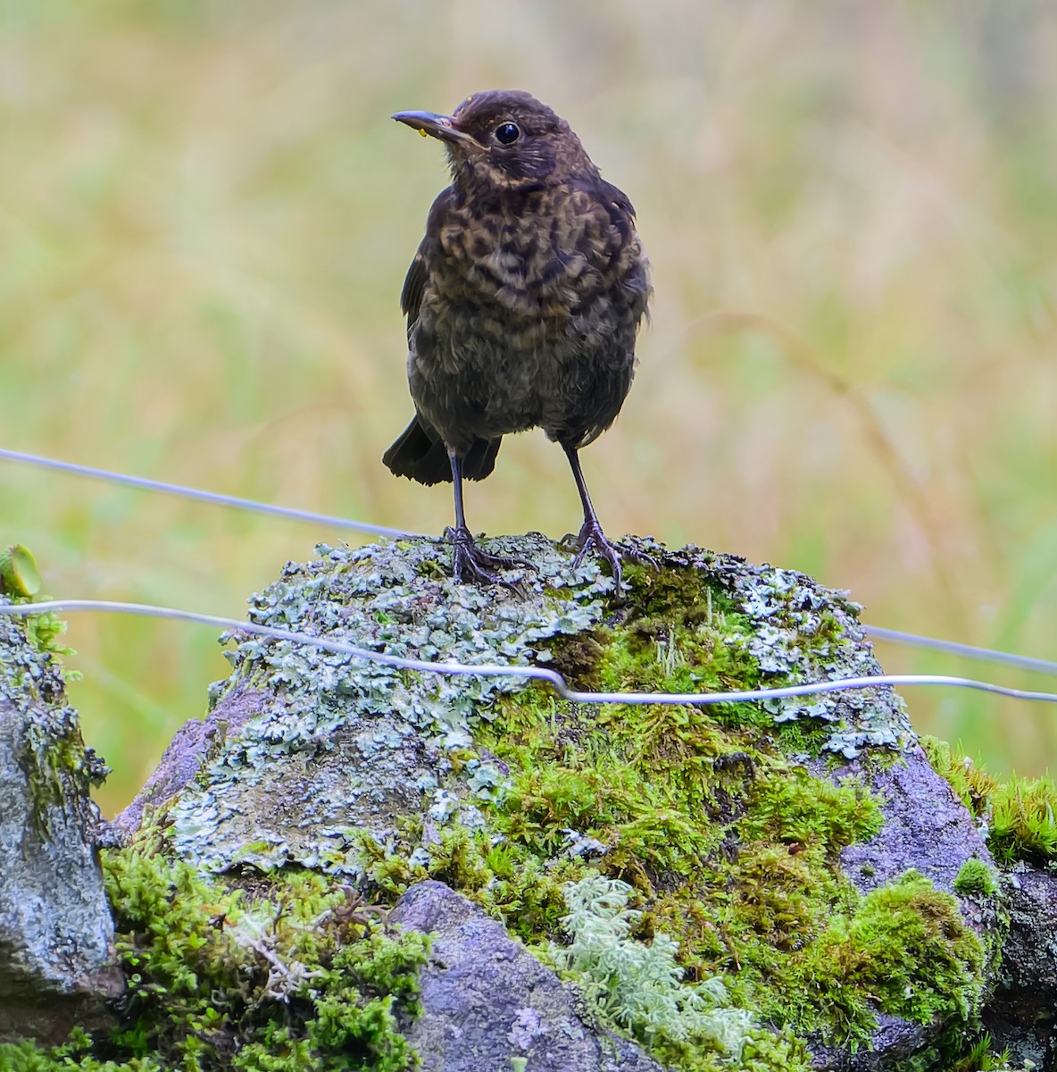 Amsel - ML641232677