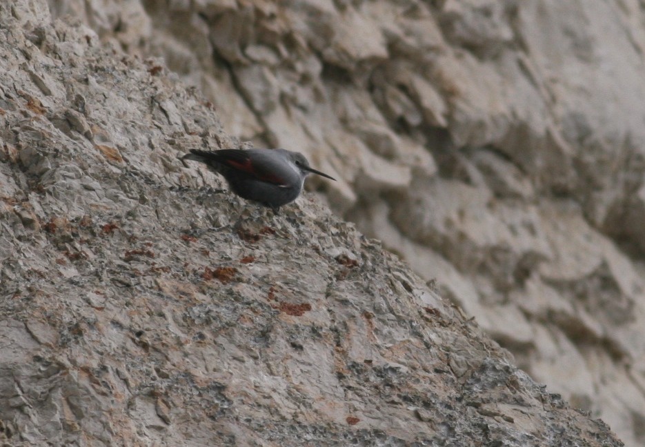 Mauerläufer - ML641232696