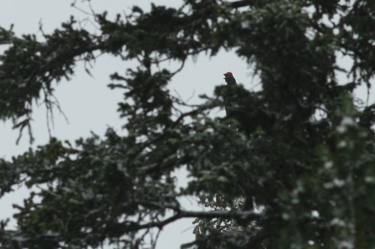 Black Grouse - ML641232729