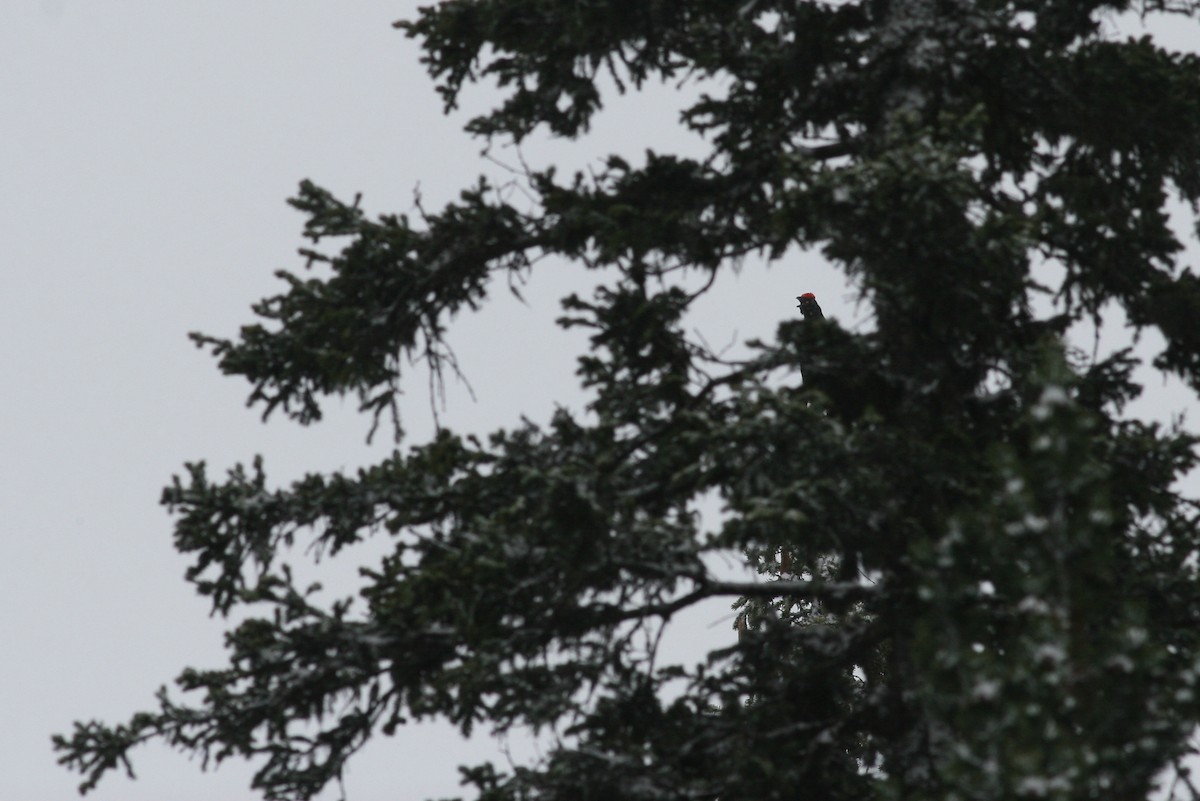 Black Grouse - ML641232730