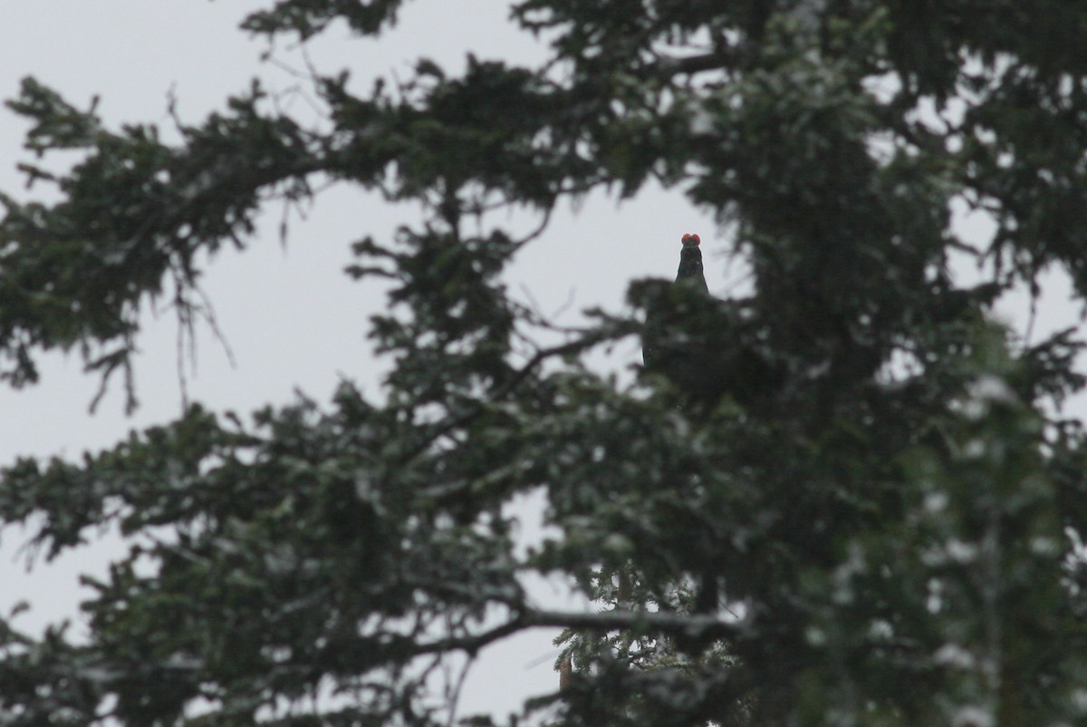 Black Grouse - ML641232731
