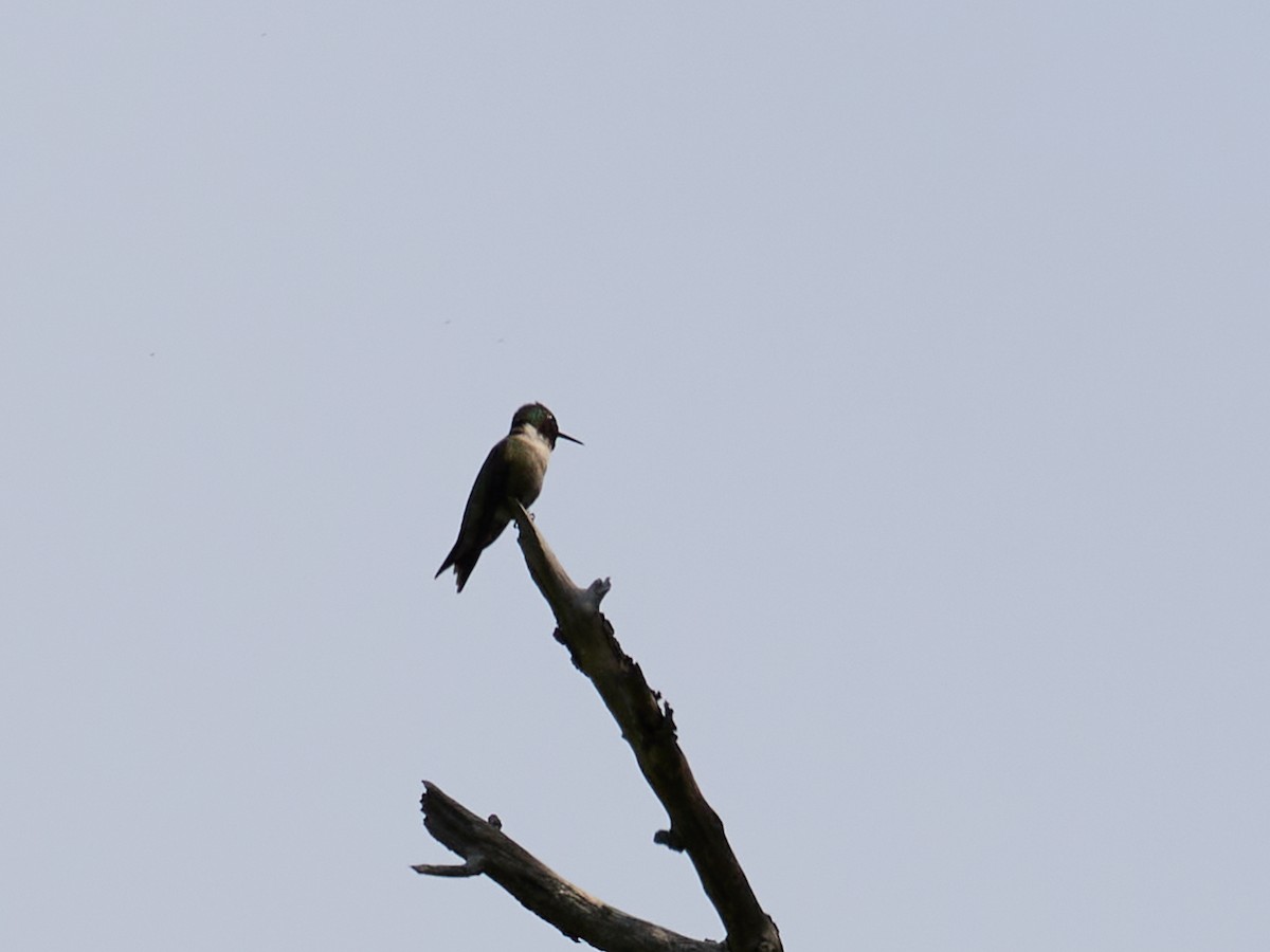 Ruby-throated Hummingbird - ML641232747