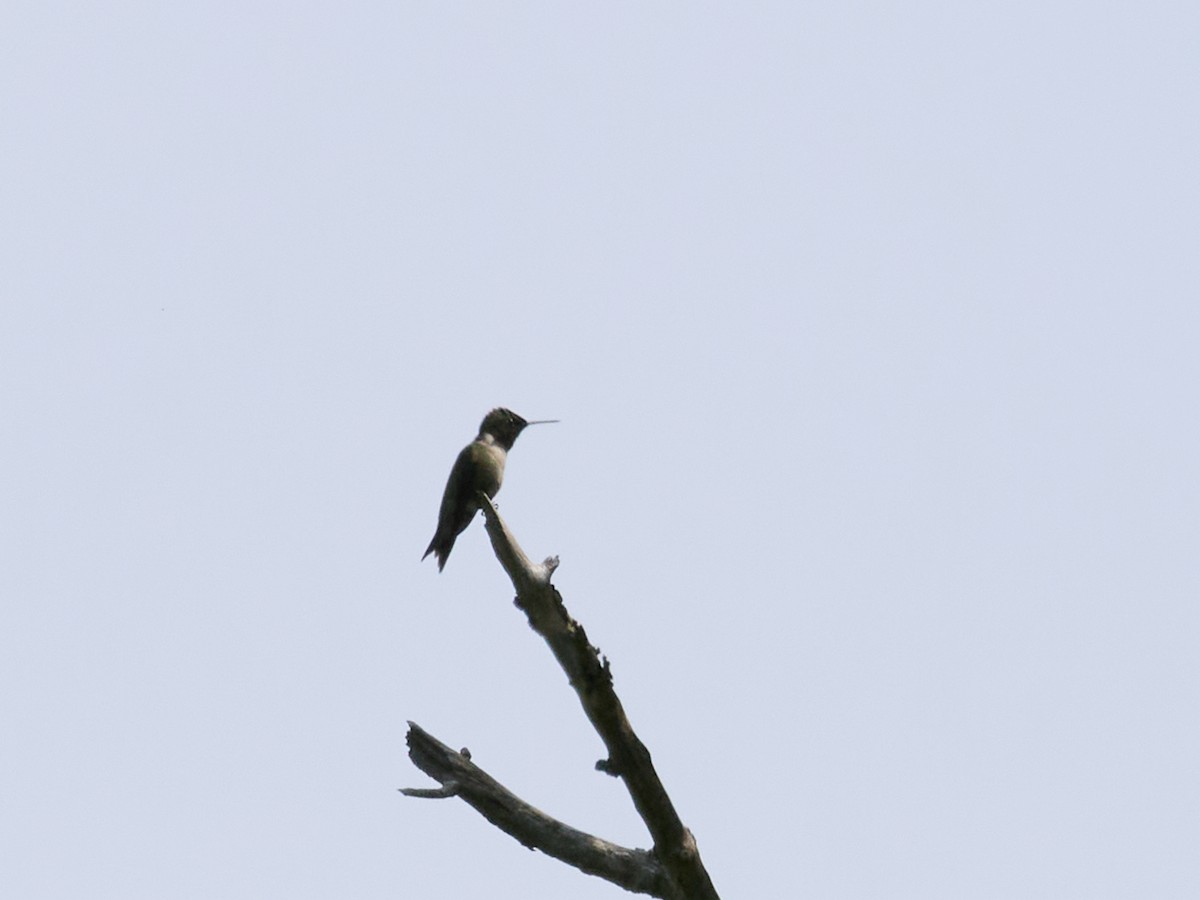 Ruby-throated Hummingbird - ML641232748