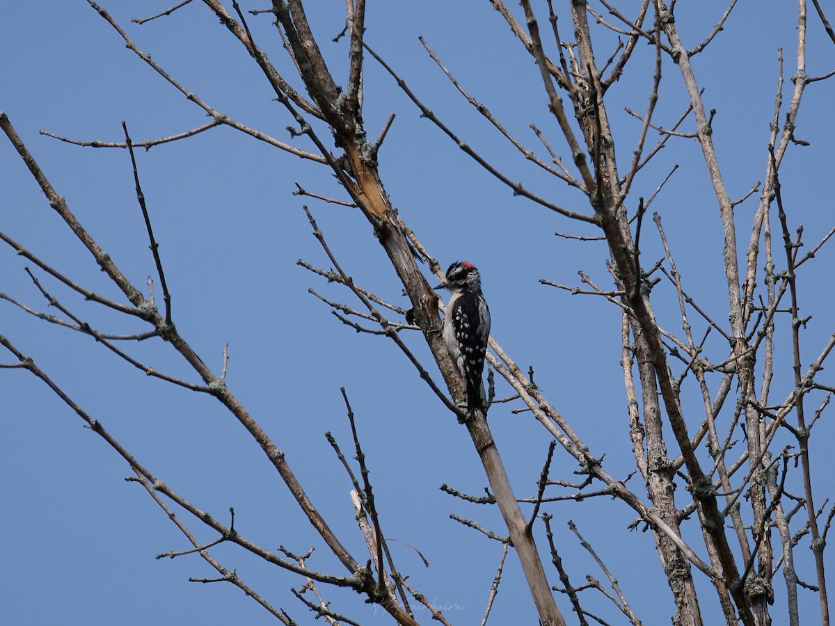 Downy Woodpecker - ML641232764