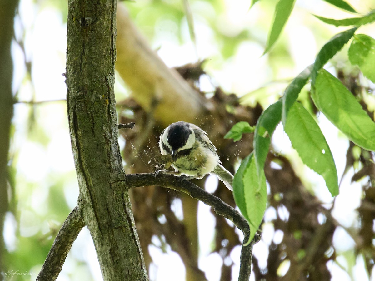 Black-capped Chickadee - ML641232767