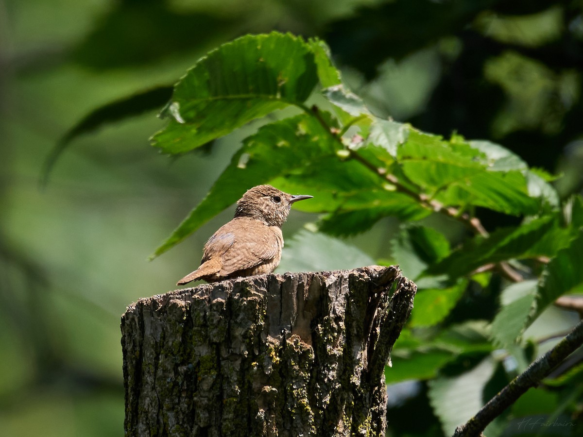 Northern House Wren - ML641232772