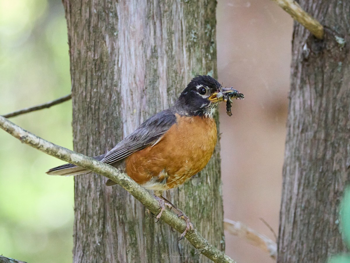 American Robin - ML641232778