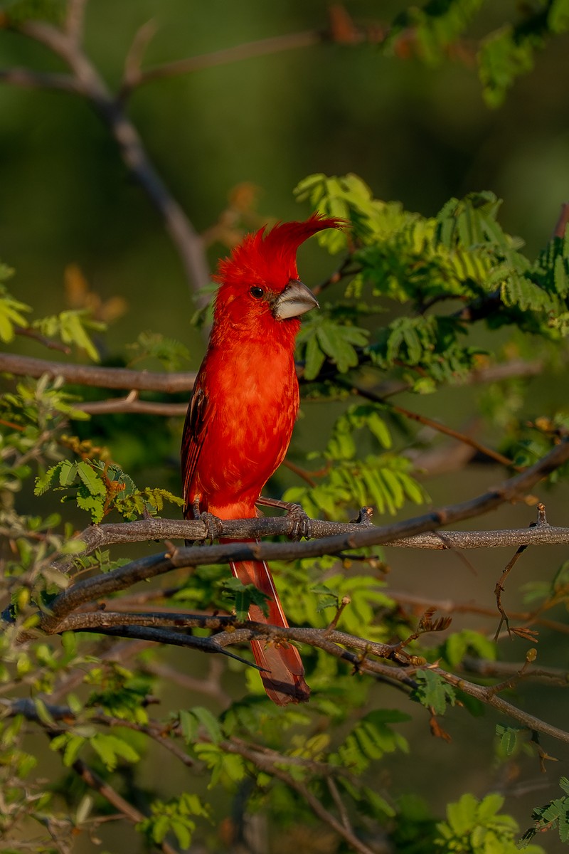 Vermilion Cardinal - ML641232798
