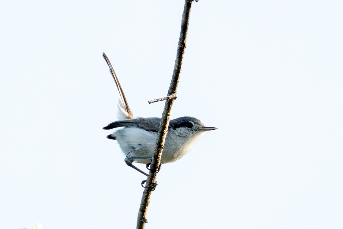 Tropical Gnatcatcher - ML641232807