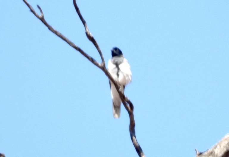 Black-faced Cuckooshrike - ML641232830