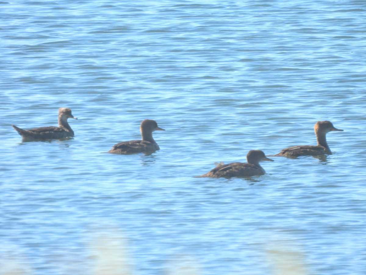 Hooded Merganser - ML641232836