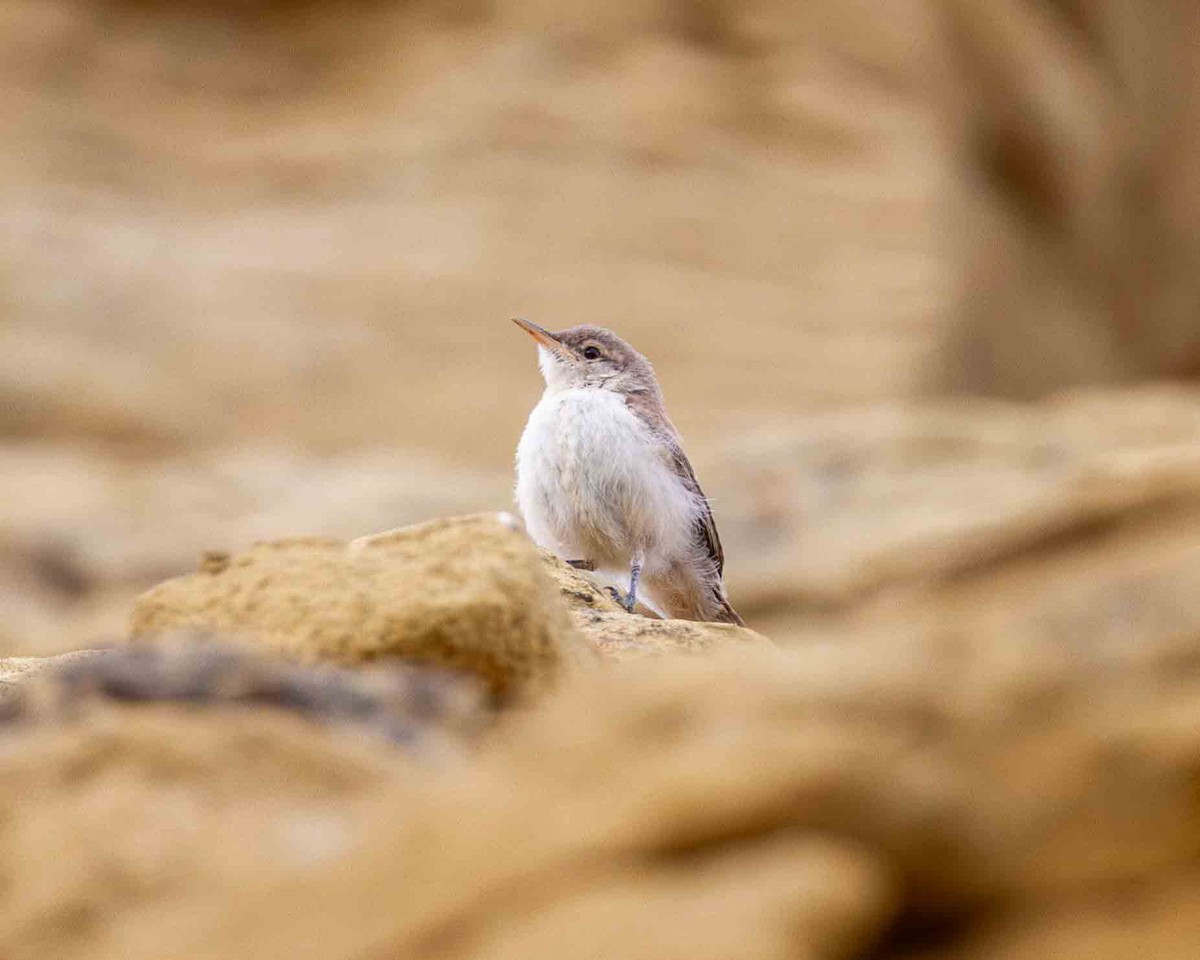 Rock Wren - ML641232868
