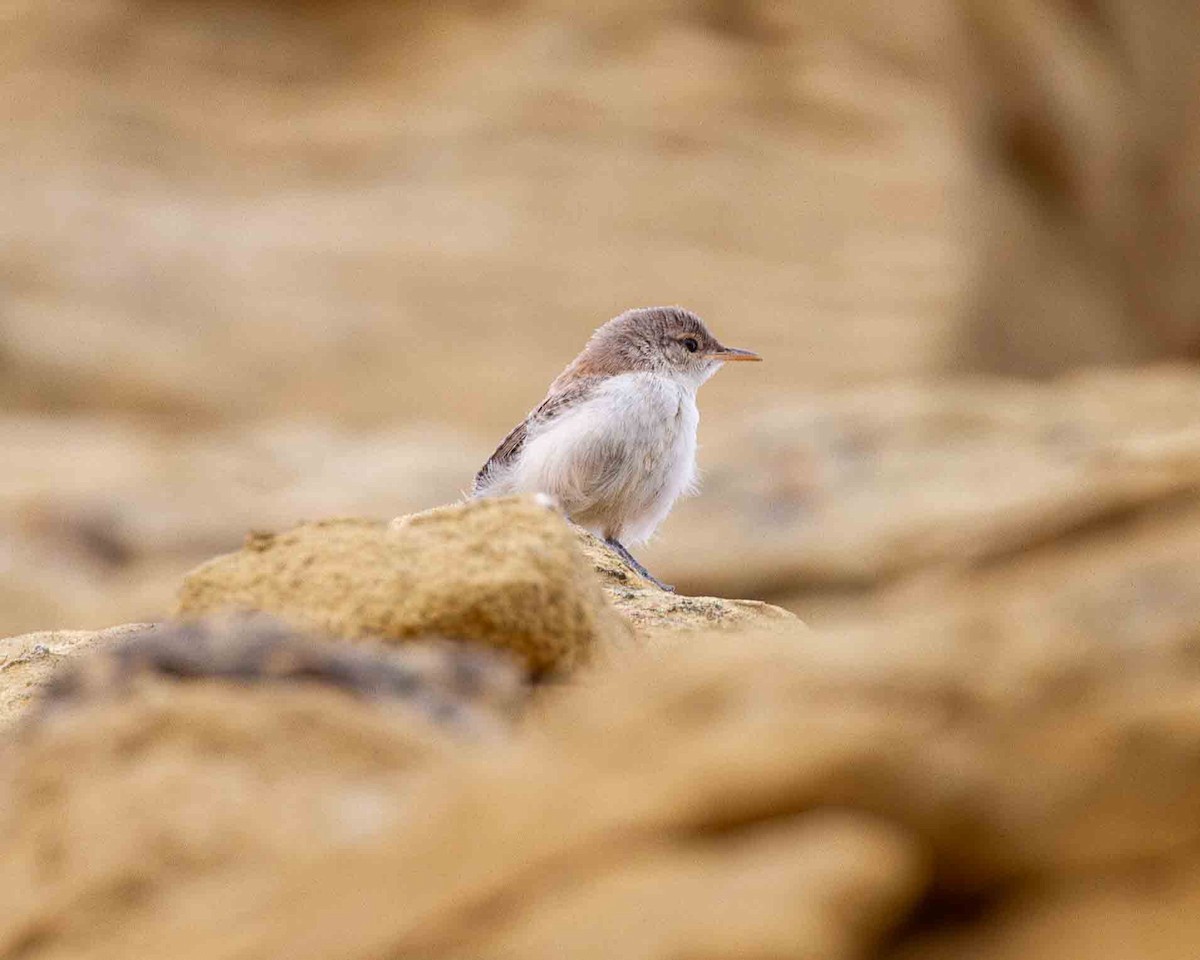 Rock Wren - ML641232869