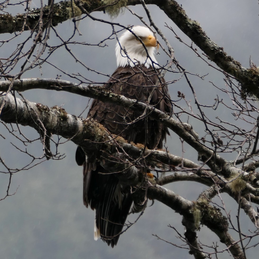 Bald Eagle - ML641232896