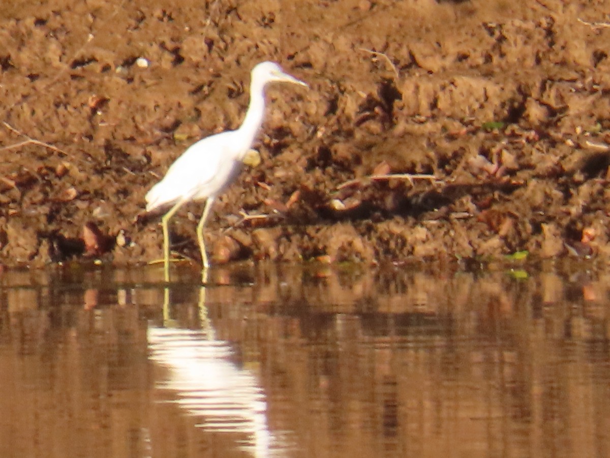 volavka modrošedá - ML641232943