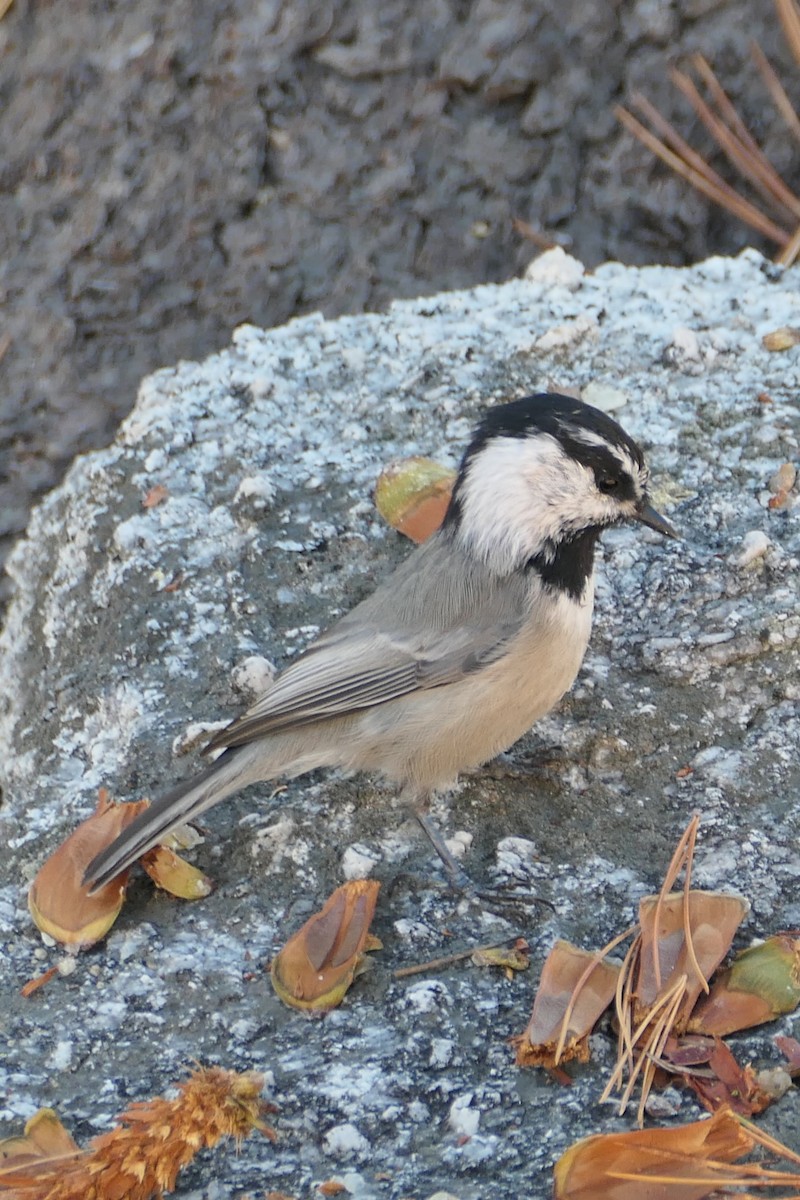 Mésange de Gambel - ML641232981