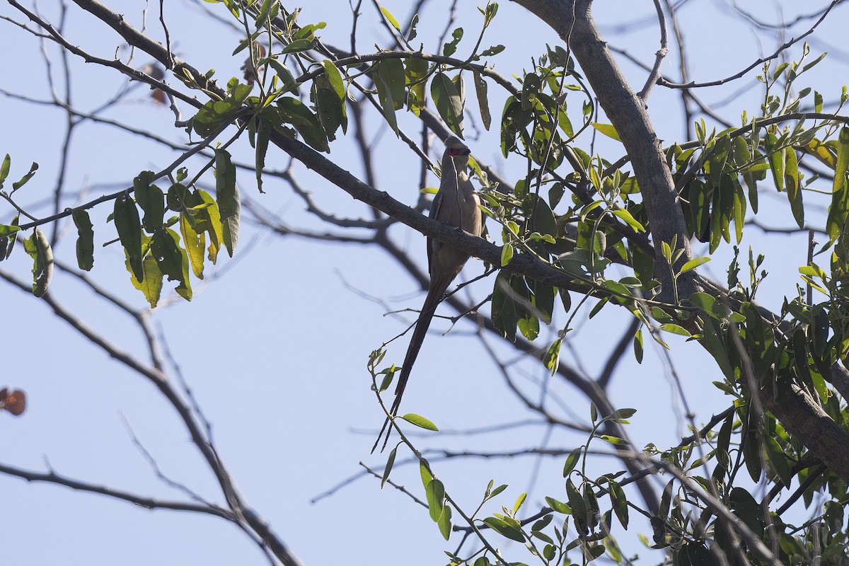 Red-faced Mousebird - ML641233033