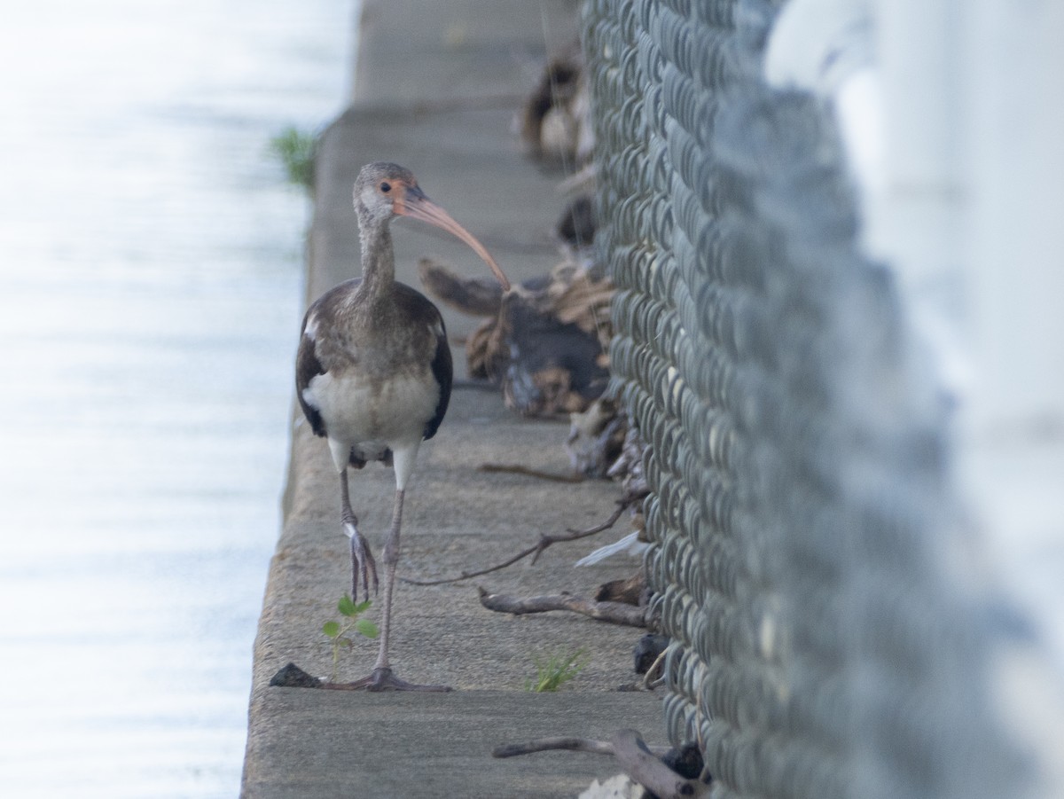 White Ibis - ML641233047