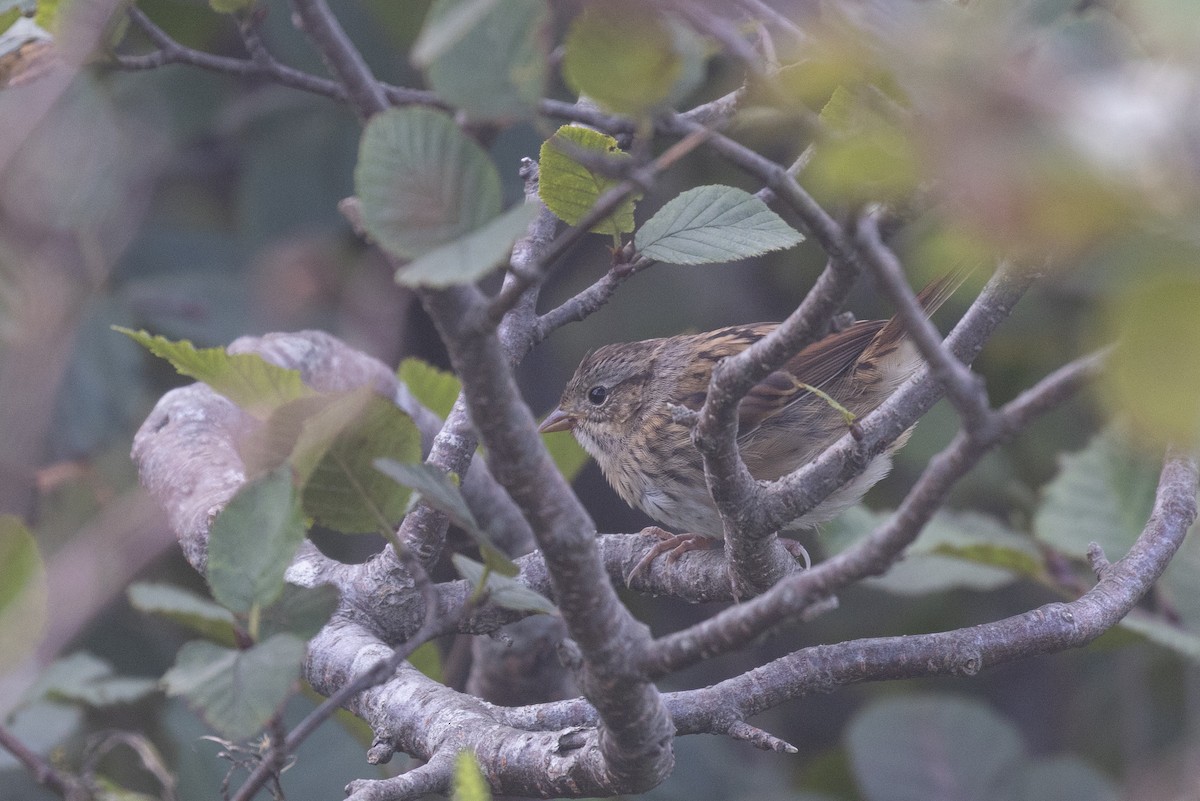 Swamp Sparrow - ML641233056