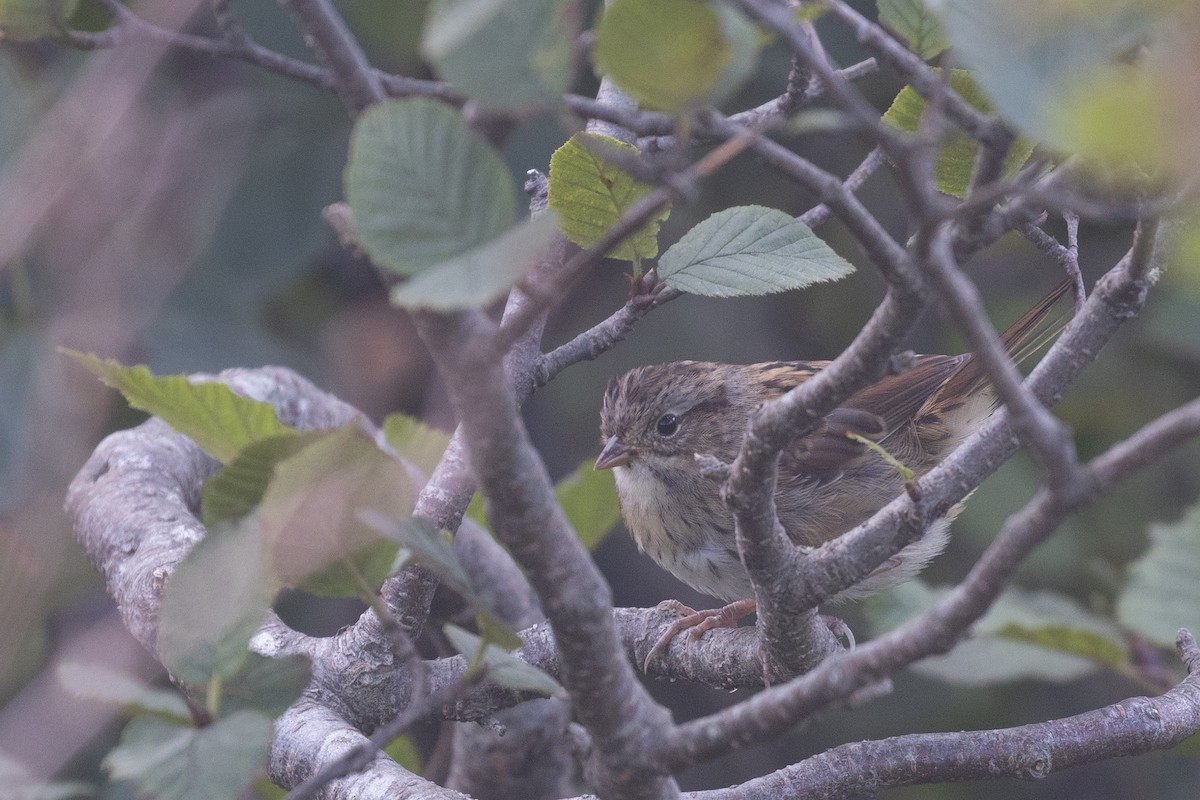Swamp Sparrow - ML641233068