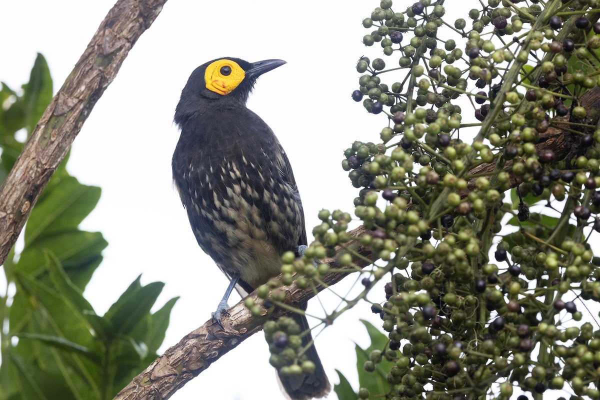 Arfak Honeyeater - ML641233072