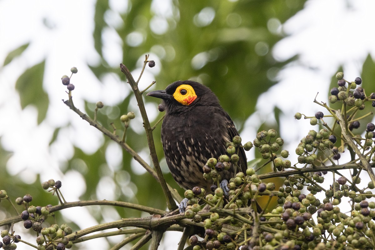 Arfak Honeyeater - ML641233073