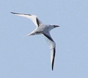 Red-billed Tropicbird - ML641233084