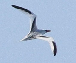 Red-billed Tropicbird - ML641233085