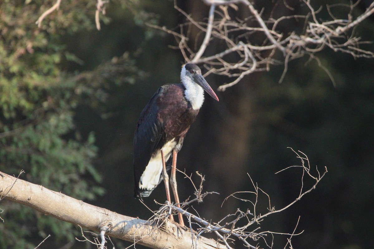 Asian Woolly-necked Stork - ML641233096
