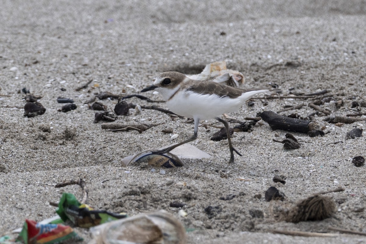 Javan Plover - ML641233123