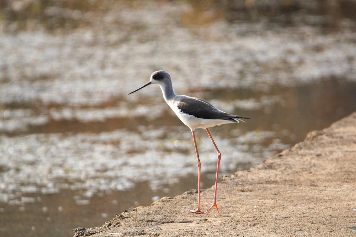 Black-winged Stilt - ML641233138