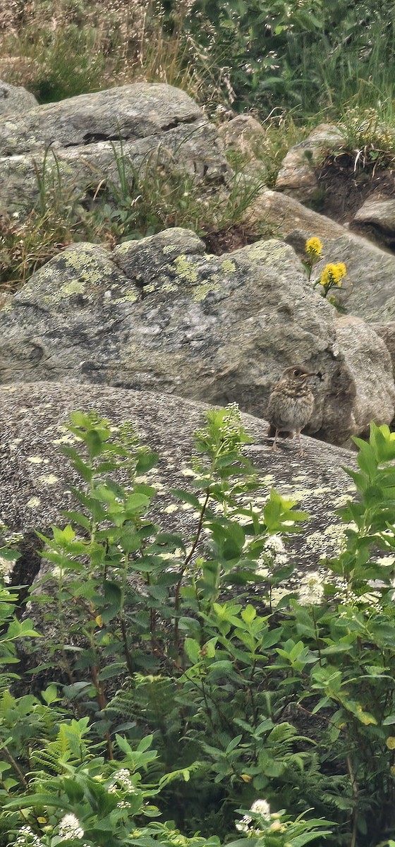 Bicknell's Thrush - ML641233149