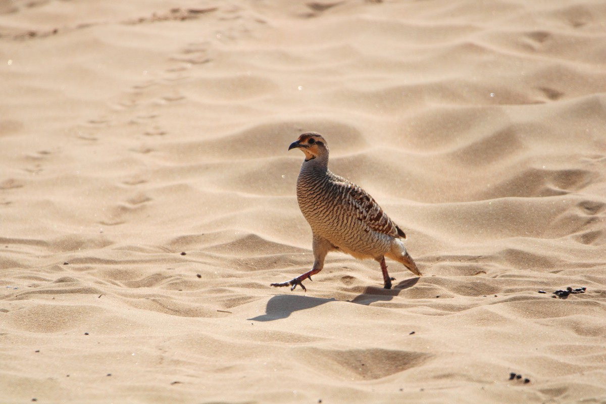 Gray Francolin - ML641233207