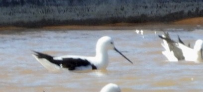 Banded Stilt - ML641233208