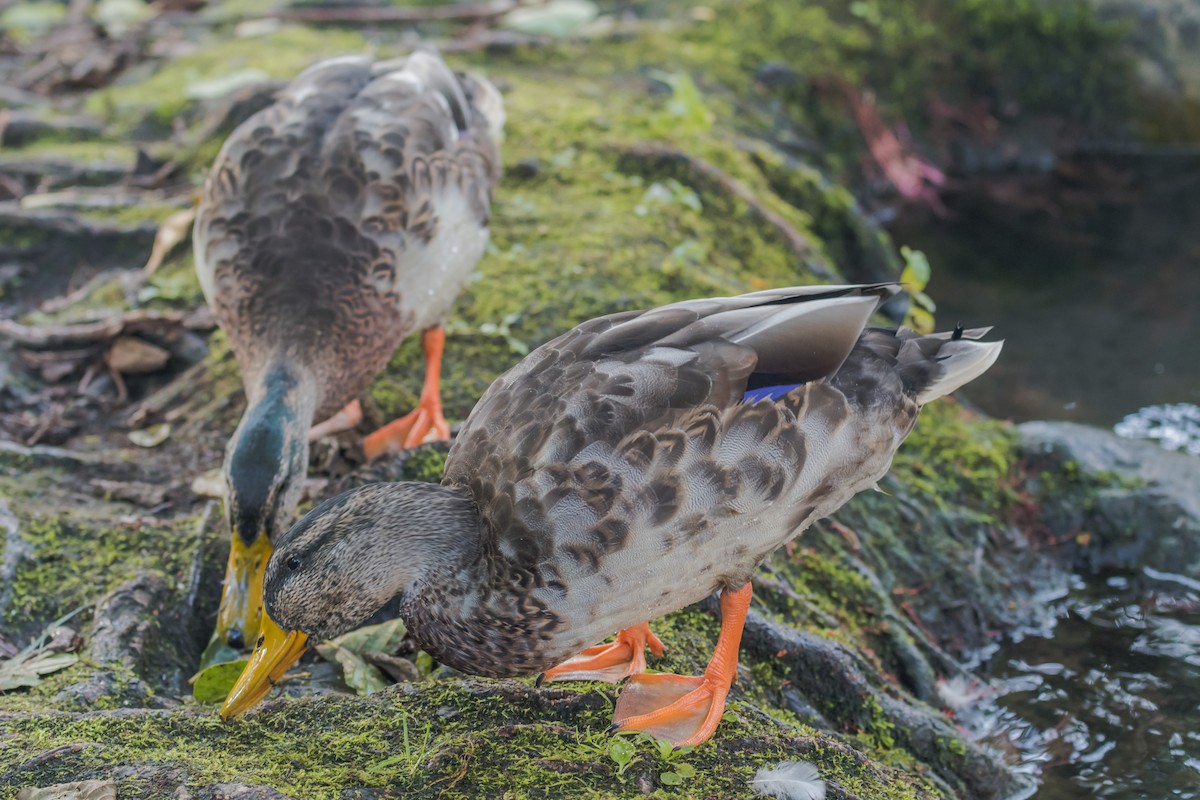 Canard colvert - ML641233209